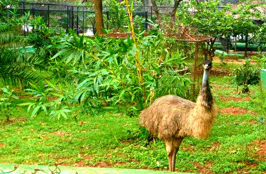Emu2 Photograph