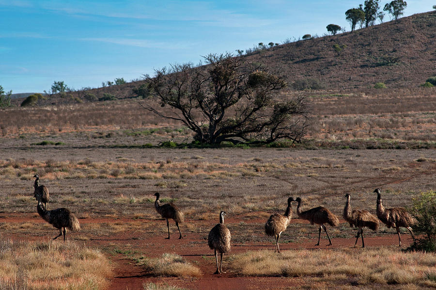 Emus, Flinders Ranges, South Australia, Australia Photograph by Don Fuchs