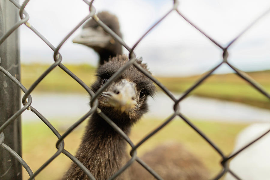 Bird Photograph - Emus Seen Through Chainlink Fence At Farm by Cavan Images