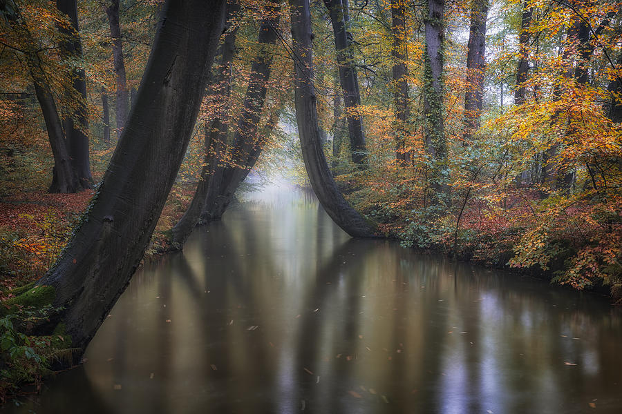 Tree Photograph - Enchanted Autumn by Fiorenzo Carozzi