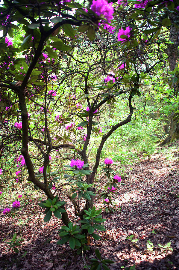 Enchanted Azalea Woods 2 Photograph by Jenny Rainbow