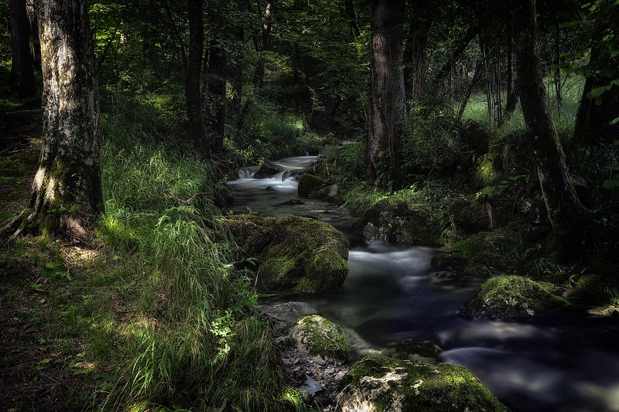 Tree Photograph - Enchanted Creek by Fiorenzo Carozzi