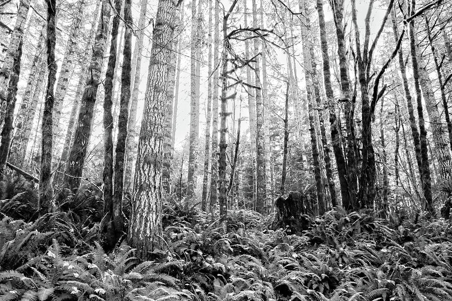 Tree Photograph - Enchanted Forest by Alina Avanesian Tree Photograph - Enchanted Forest by Alina Avanesian