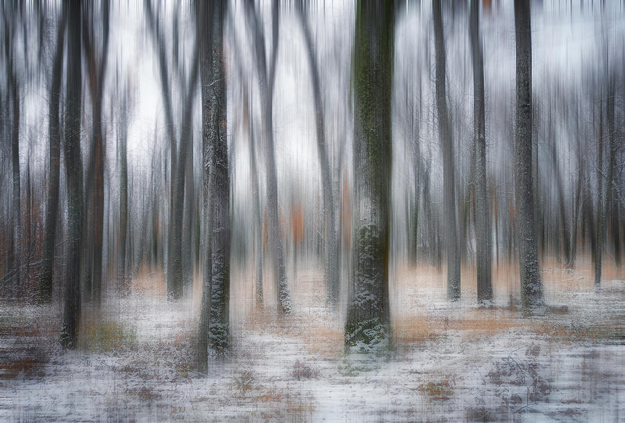 Enchanted Forest Photograph by Helena Garca