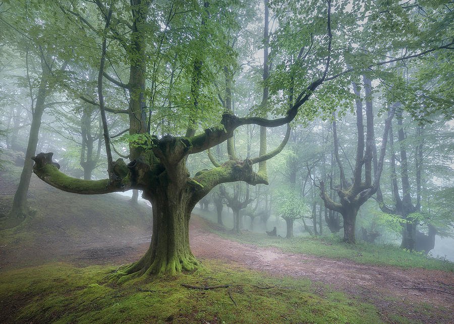 Landscape Photograph - Enchanted Forest by Oskar Baglietto