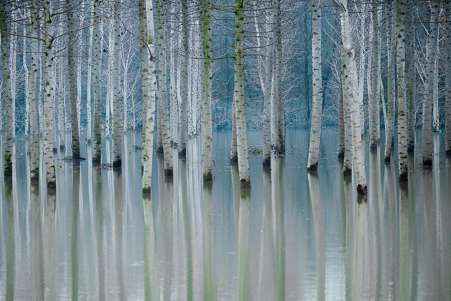 Magic Photograph - Enchanted Forest by Ralu Butnaru