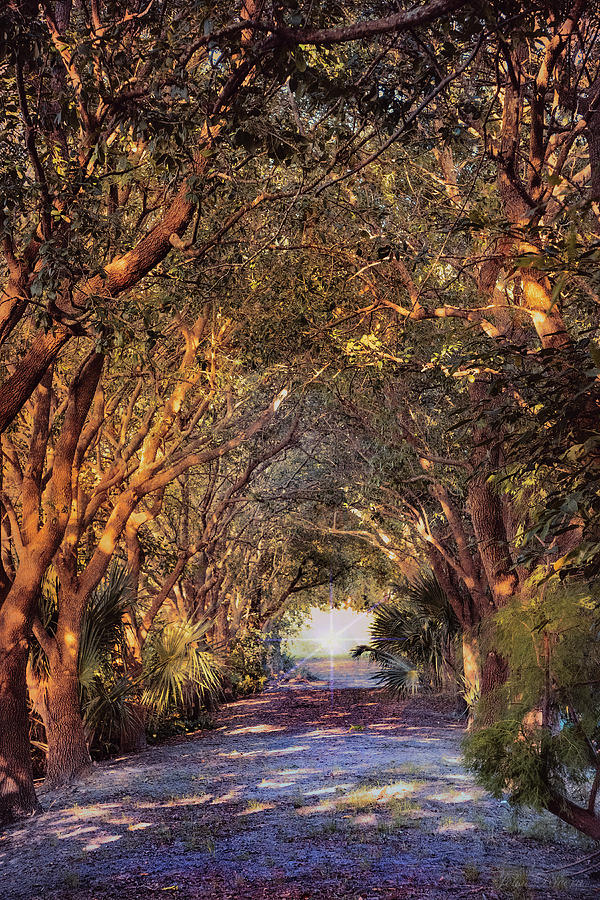 Enchanted Pathway Photograph by John Rivera