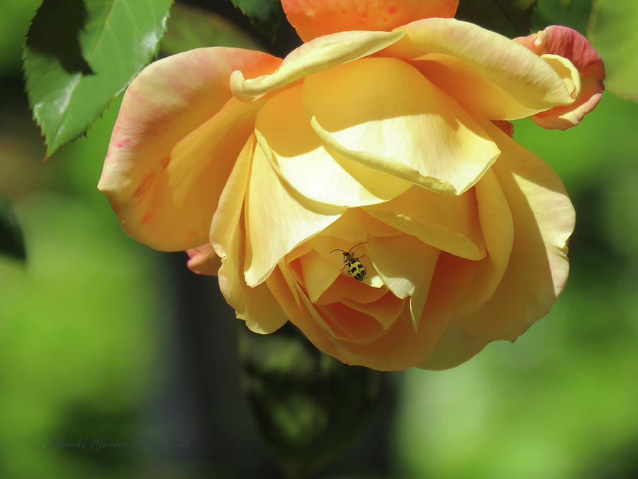 Enchanted Rose - Rose Macro - Rose and Ladybug Photograph by Brooks Garten Hauschild