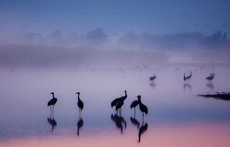 Crane Photograph - Enchanted Serenity by Meizner