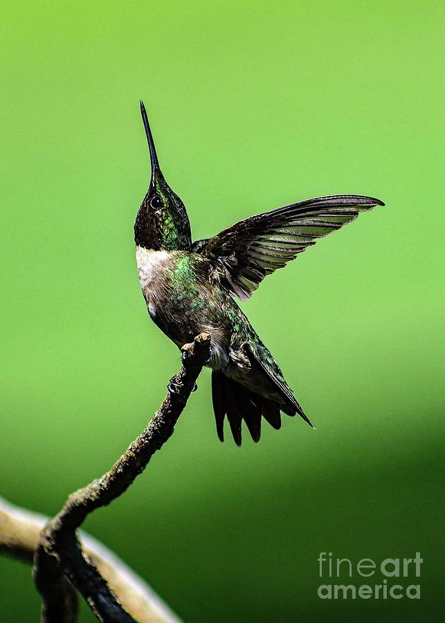 Enchanting Male Ruby-throated Hummingbird Photograph