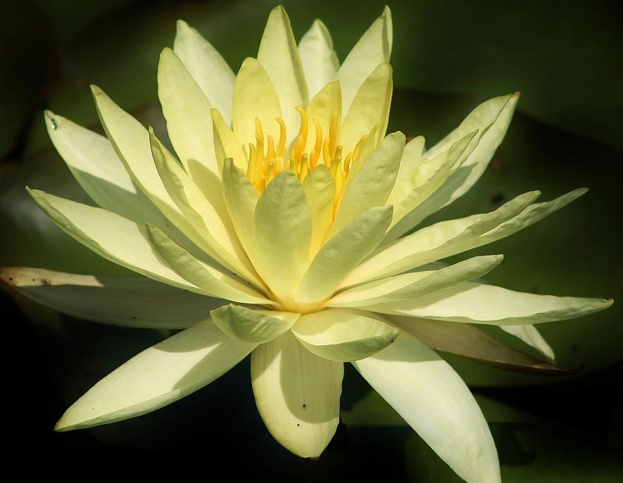 Enchanting Water Lily Photograph by Bruce Bley