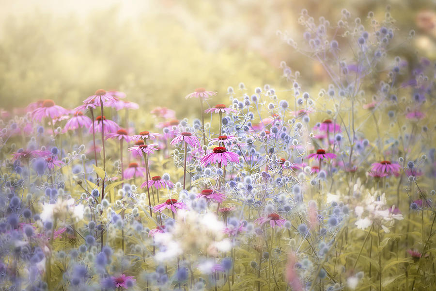 Flower Photograph - Enchantment by Jacky Parker