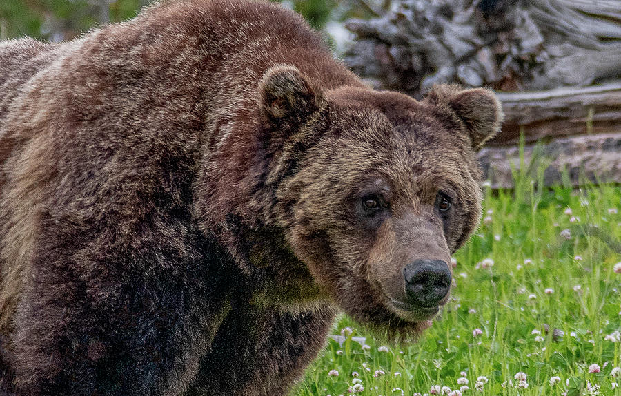 Encounter With A Grizzly Photograph by Marcy Wielfaert