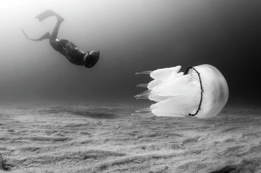 Encounters II Photograph by Underwater Photography By Ivan Bakardjiev Encounters II Photograph by Underwater Photography By Ivan Bakardjiev