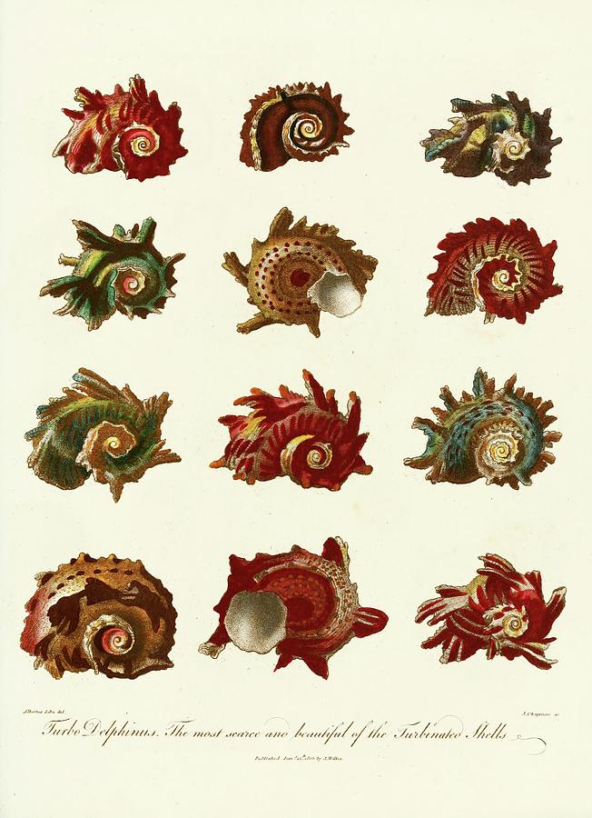 Encyclopaedia Londinensis Conchology Pl. 10 Painting by John Chapman Encyclopaedia Londinensis Conchology Pl. 10 Painting by John Chapman