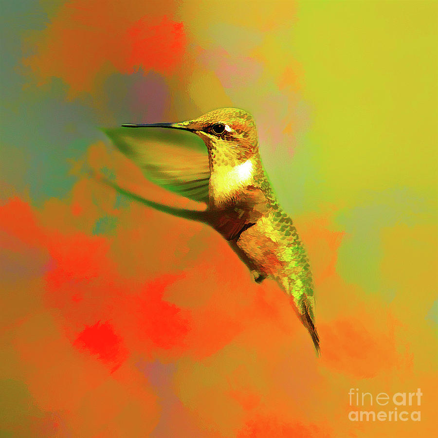 End of Summer Hummingbird Photograph by Darren Fisher