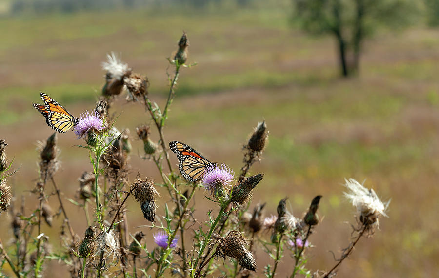 End of Summer Monarchs Big Meadows Photograph by Lara Ellis