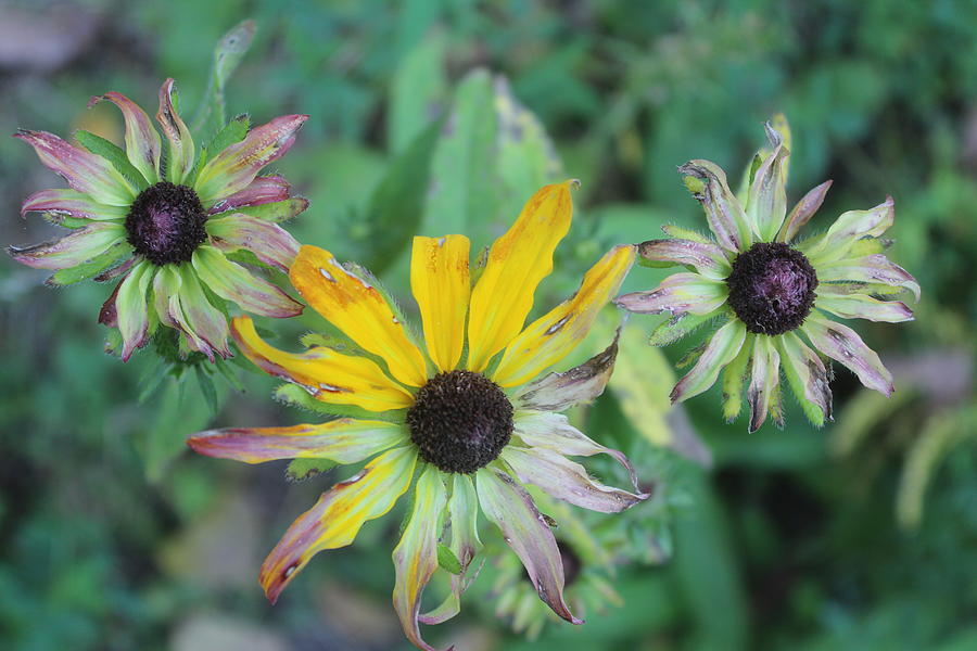 Black-eyed Susan Photograph - End Of The Season by Callen Harty Black-eyed Susan Photograph - End Of The Season by Callen Harty