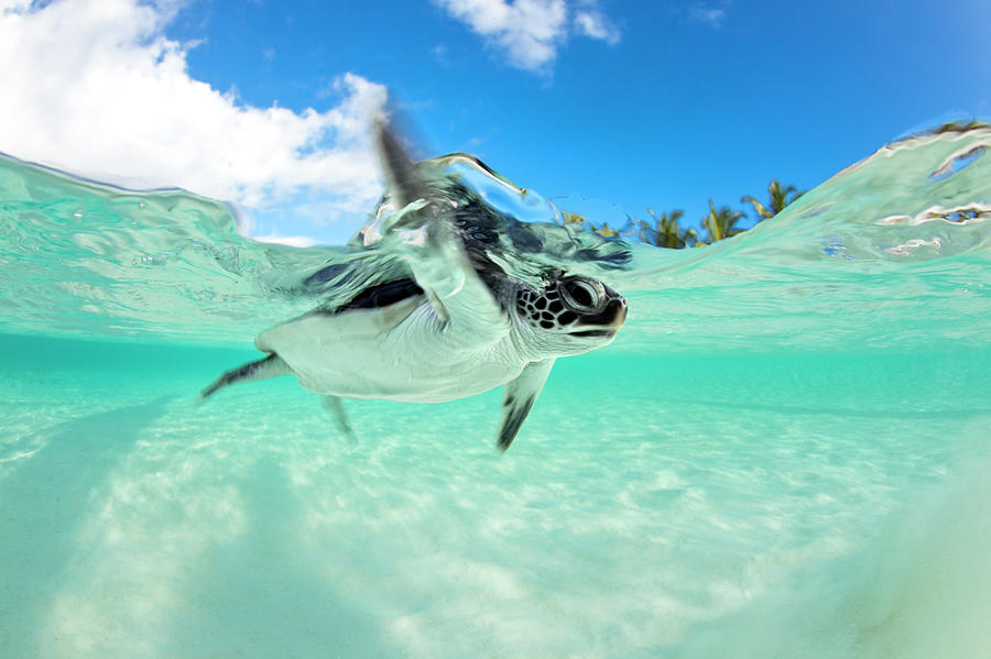 Endangered Baby Green Sea Turtle Photograph by Michele Westmorland Endangered Baby Green Sea Turtle Photograph by Michele Westmorland