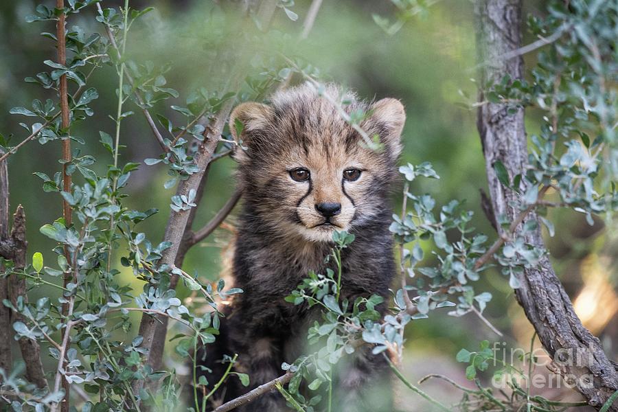 Endangered Cheetah Cub By Peter Chadwick Science Photo Library