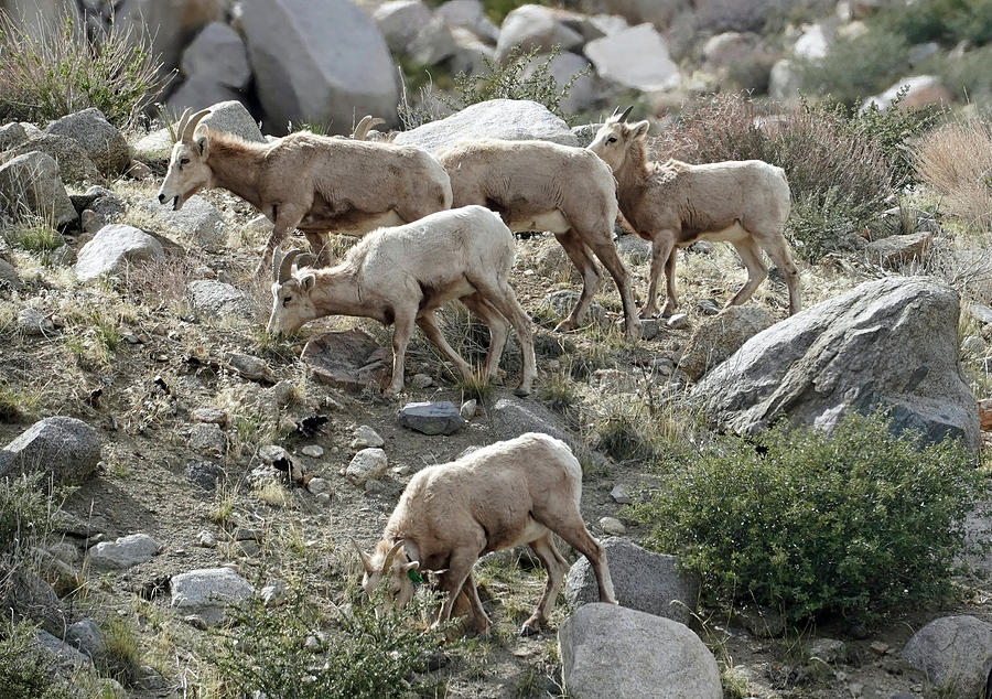Endangered Sierra Nevada Bighorn Sheep Photograph by Dale Matson Fine