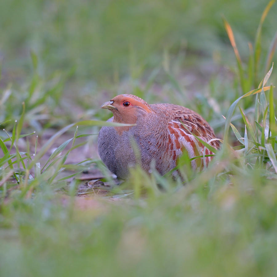 Endangered species... Grey Partridge Photograph by Ralf Kistowski