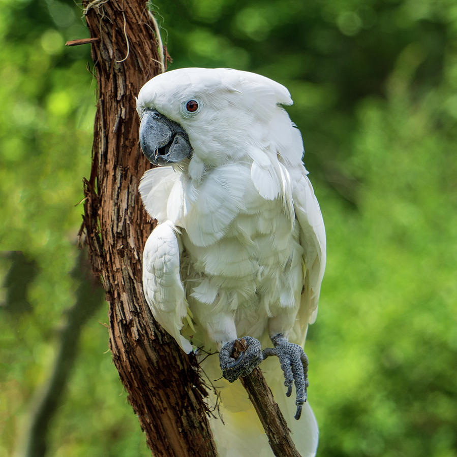 Endangered White Cockatoo Photograph by Jason Fink