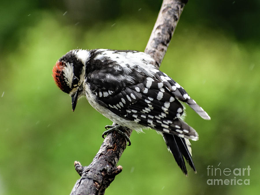 Endearing Downy Woodpecker Photograph by Cindy Treger