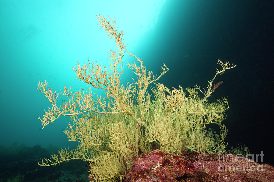 Black Coral Photograph - Endemic Galapagos Black Coral by Reinhard Dirscherl/science Photo Library Black Coral Photograph - Endemic Galapagos Black Coral by Reinhard Dirscherl/science Photo Library