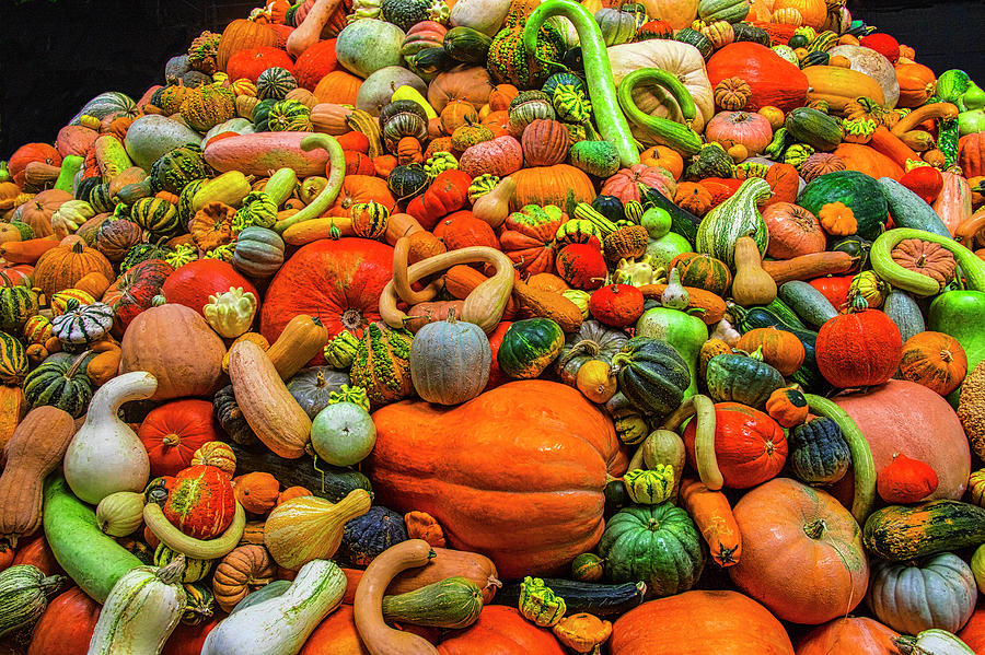Endless Autumn Gourds Photograph by Garry Gay