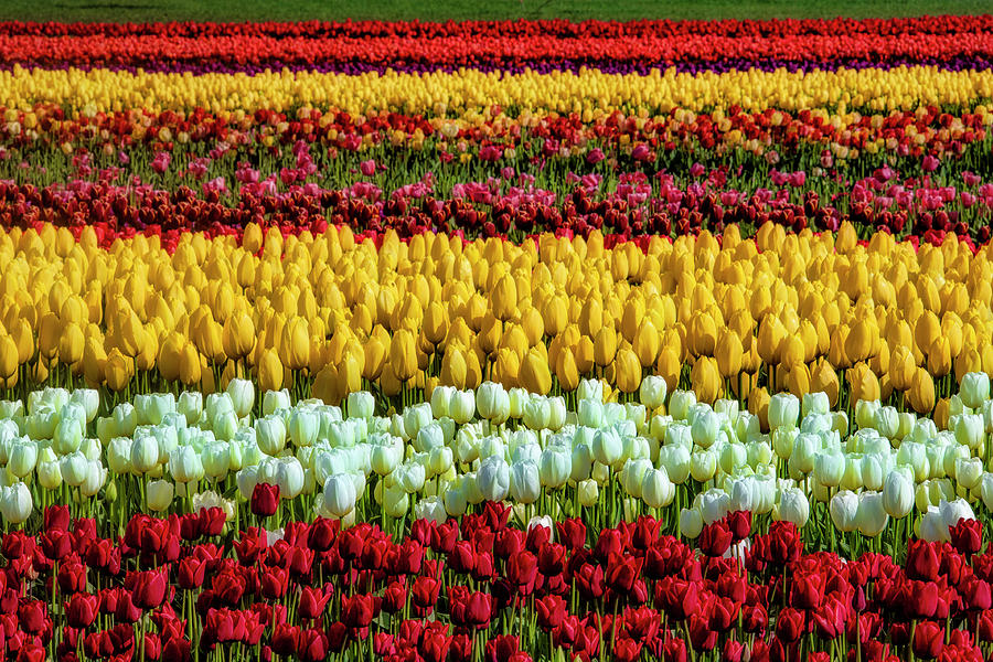 Endless Beautiful Tulip Fields Photograph by Garry Gay