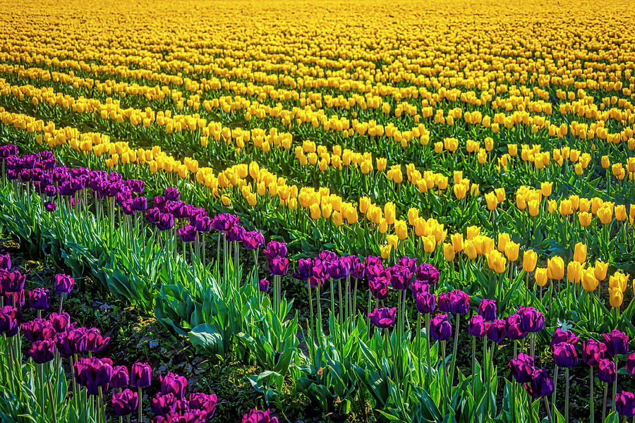 Endless Purple And Yellow Tulips Photograph by Garry Gay