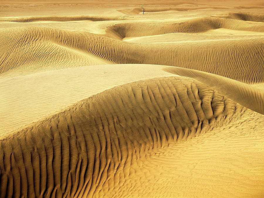 Endless Sahara Sand Dunes Photograph by Bernd Schunack