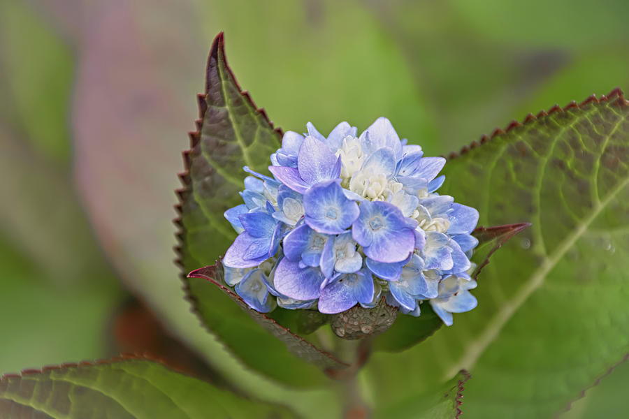 Endless Summer Blue Hydrangea Photograph by Debra Martz