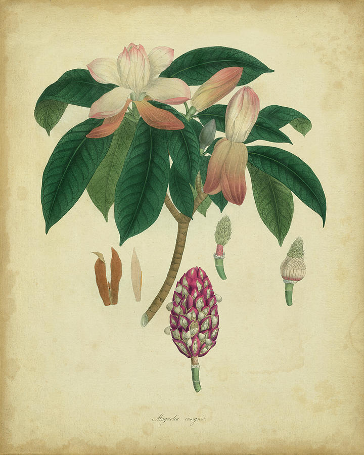 Engelmann Botanical I Painting by Engelmann - Fine Art America