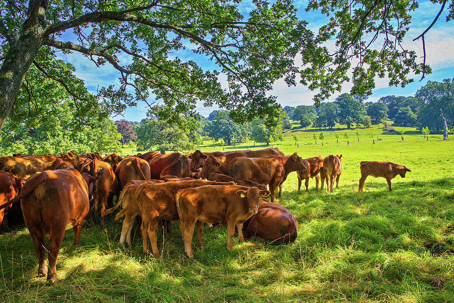 England, Gloucestershire, Great Britain, Cotswolds, British Isles, Area Of Outstanding Natural Beauty-aonb, Red Poll Cows In The Shade Of A Big Tree On A Summer Day Digital Art by Jennifer Cauli