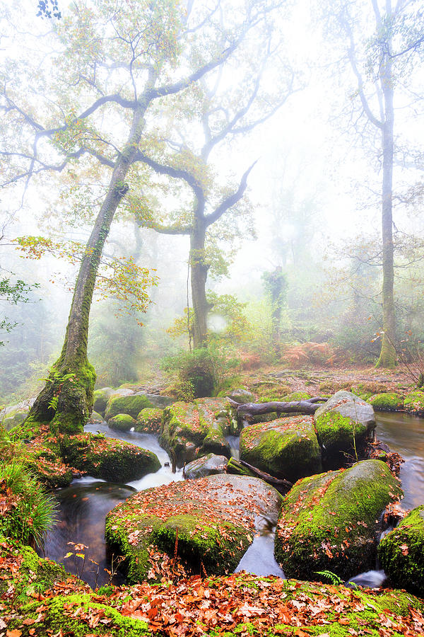 England, Great Britain, Devon, Dartmoor National Park, Manaton, Misty Woodlands In Autumn At Becky Falls Digital Art by Suzy Bennett