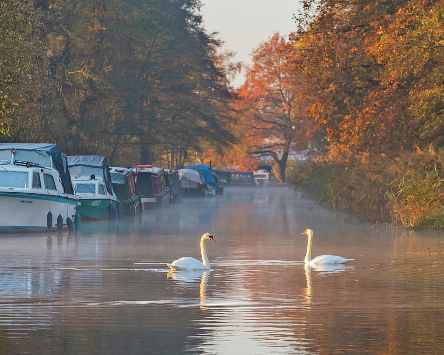 England, Surrey, Great Britain, British Isles, Two Swans In The Early Morning Light On The Wey Navigation Canal, Near Ripley Digital Art by Justin Cliffe