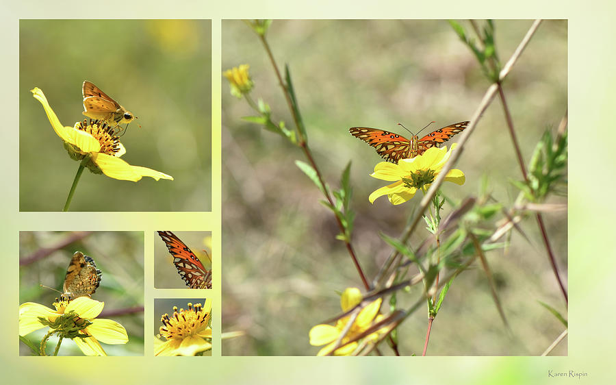 Englemans and Butterflies by Karen Rispin Englemans and Butterflies by Karen Rispin