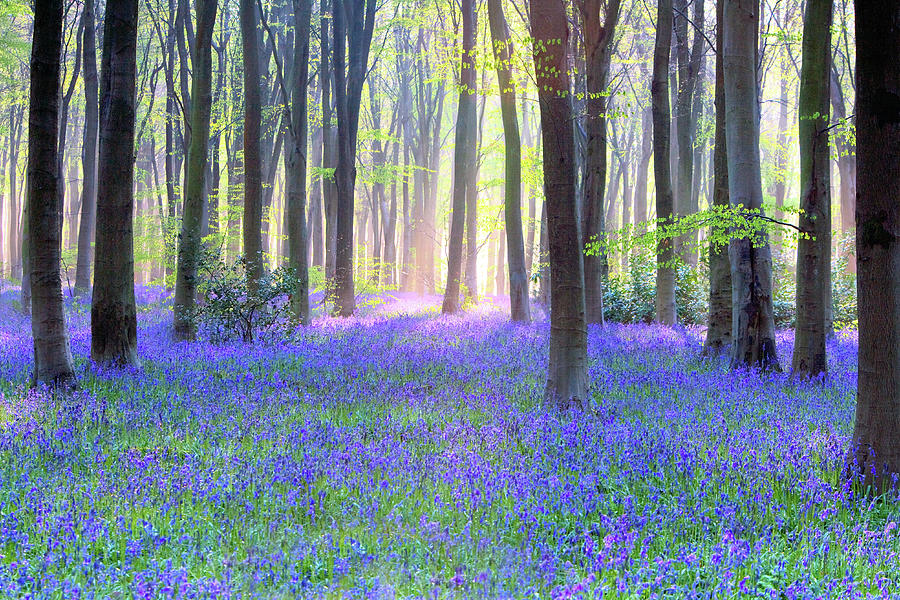 English Bluebell Wood At Dawn Photograph by Doug Chinnery English Bluebell Wood At Dawn Photograph by Doug Chinnery