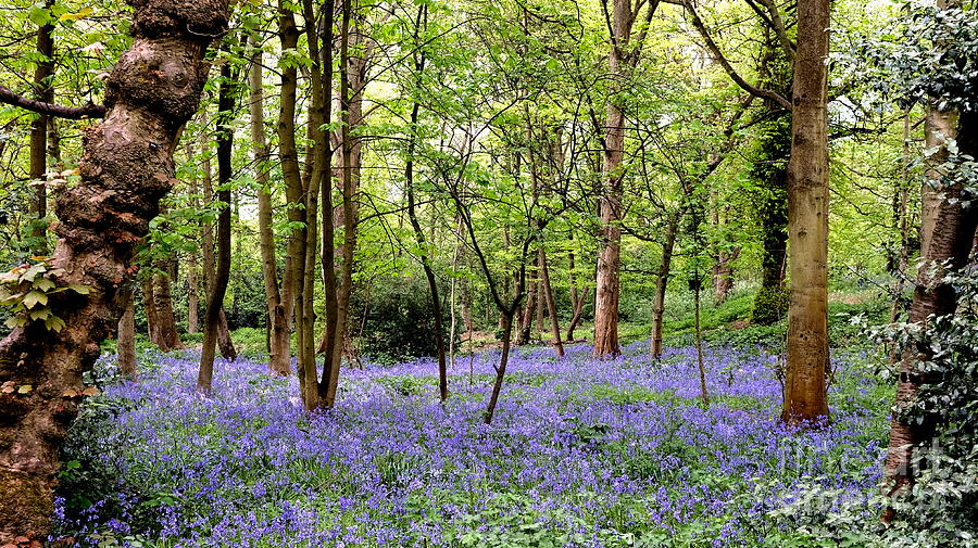 English Bluebell Wood Photograph