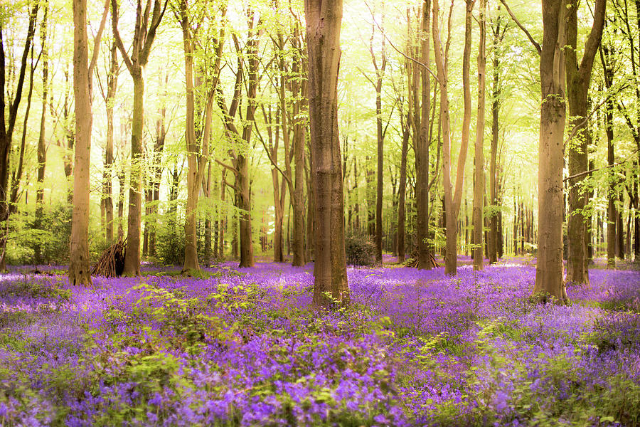 English bluebell woods Photograph by Cara Mia Petersen - Fine Art America