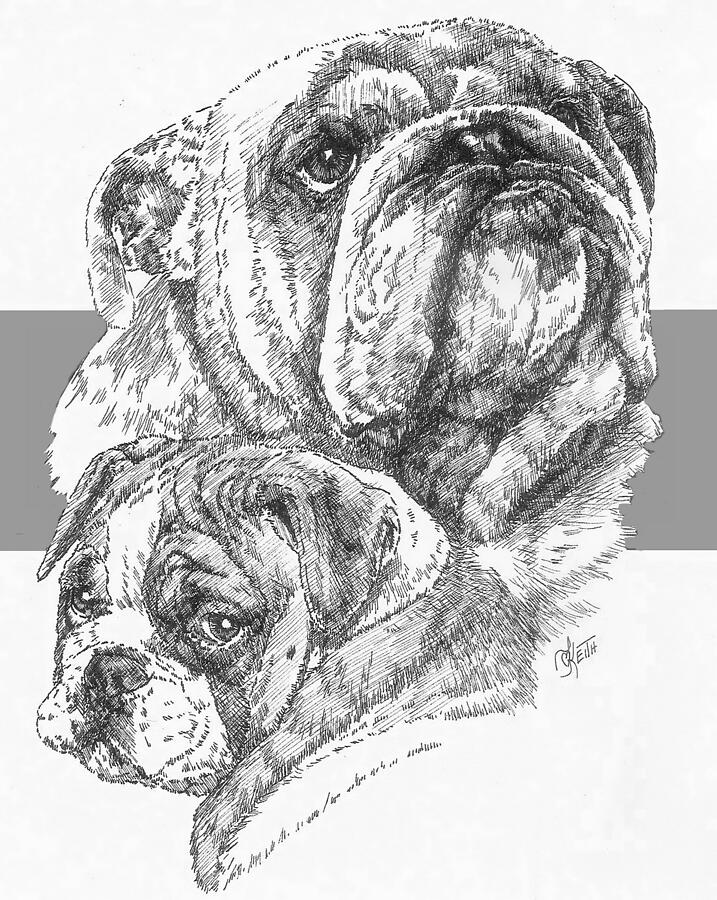 English Bulldog and Pup Drawing by Barbara Keith