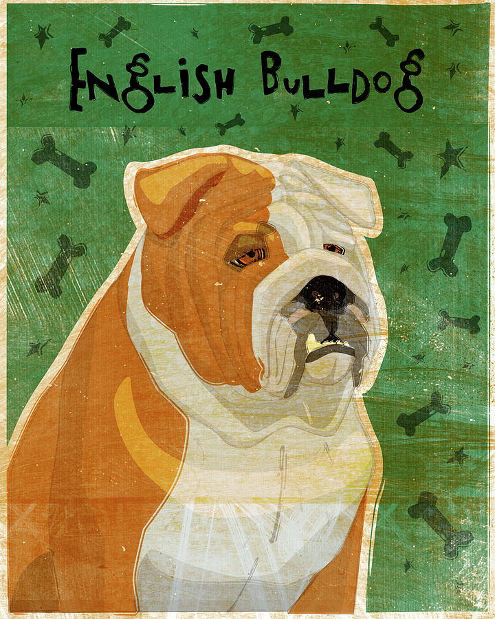 Animal Digital Art - English Bulldog Tan And White by John W. Golden