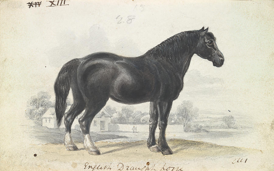 English Draught Horse, Charles Hamilton Drawing by Artokoloro | Pixels