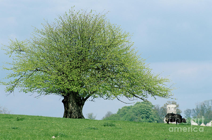 English Elm Tree Photograph by Dr. John Brackenbury/science Photo ...