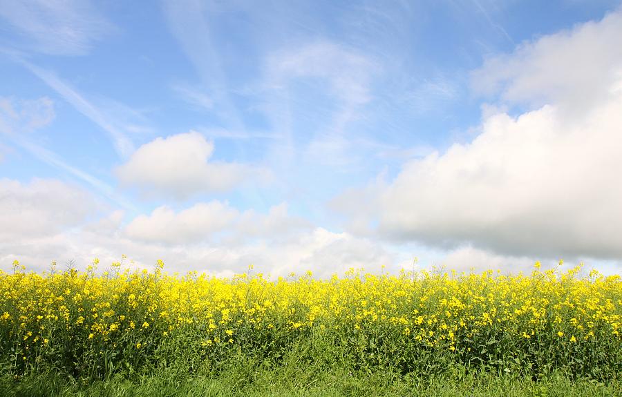 English Field In Summer Yellow Oilseed Photograph by Rosalind Morgan
