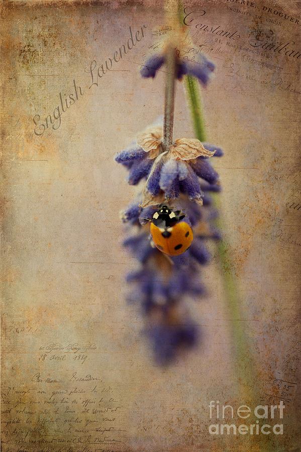 Ladybug Photograph - English Lavender by John Edwards