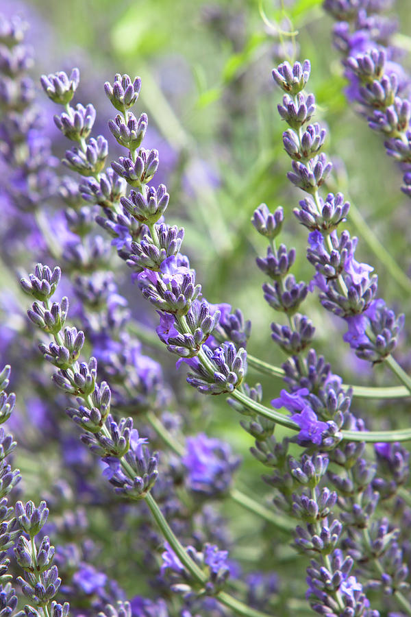 English Lavender lavendula Angustifolia Photograph by Lee Parish