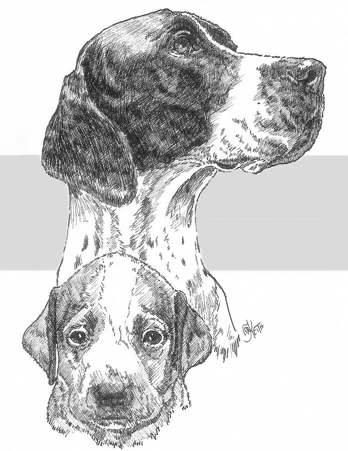 English Pointer and Pup Drawing by Barbara Keith